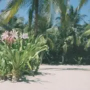 Oの画像