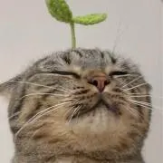 くらげ茵の画像