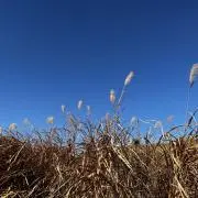 youkoの画像