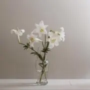 botanicaの画像