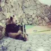 PONの画像