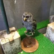てつこの画像