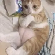 杏の画像