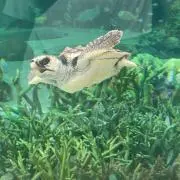yumiiの画像