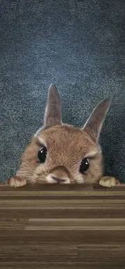 さくらたん*