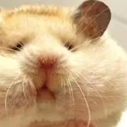 みゆきん