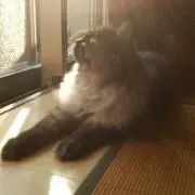 ねこたんたん