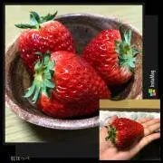ayuの画像
