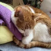 まろの画像