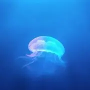 監督