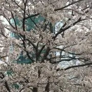 さまぁの画像