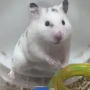 ミクの画像