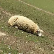 羊飼い