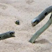 ちんあなご