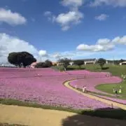 夏の画像