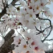 桜　プロフ確認願いますの画像