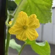 さーの画像