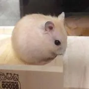 rararasan.
