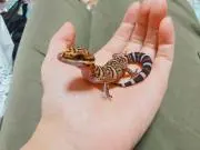 別跳