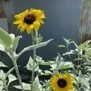 ayの画像