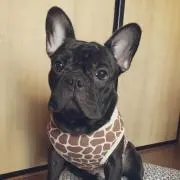 ぴんぴこ