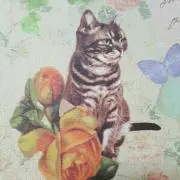 ネコみかんの画像