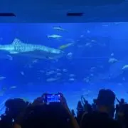 はる【即購入・値下げ依頼OK】の画像