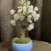 コノ☆プロフ必読の画像