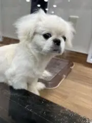 ひな　　　整理にご協力下さい‼️の画像