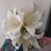 百合の画像