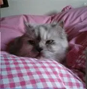みやび