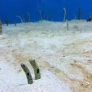 だんごの画像