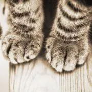 葉留佳の画像