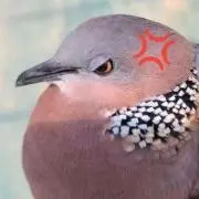 増殖しないG
