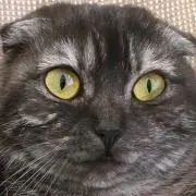 しふぉんの画像