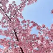 maguの画像