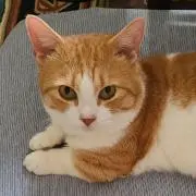 かずの画像