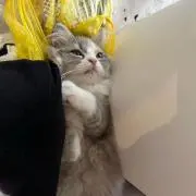みやの画像