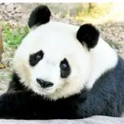 ばんりの画像