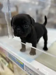 しょーん