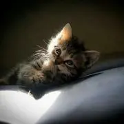かっちゃん