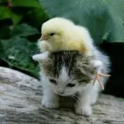 ひよっこ