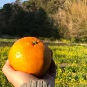ゆりの画像