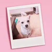 chocomameyokoの画像