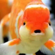 こーへいママの画像