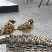 ぽこ