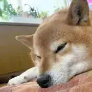はなちゃん