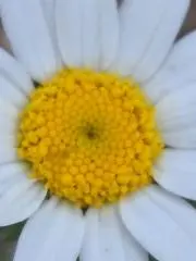 kineの画像