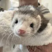りりっく