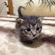 ピコ